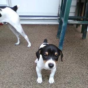 Meet your Posher, Susan